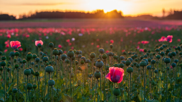 Sonnenaufgang &uuml;ber dem Mohnfeld, Graumohn, Nutzpflanze