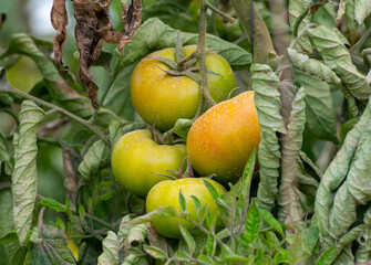 Plastic greenhouse with plantation of big red salad tomatoes vegetables, eco-friendly farming in Andalusia, Spain