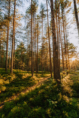 Obraz premium Beautiful landscape of a pine forest illuminated by sunlight in the north-west of Russia at sunset. Tall pine trees growing in the woods. Forest landscape in the summer.