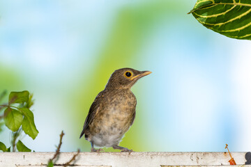 A baby bird, Spectacled Thrush, Turdus nudigenis, perched on a white fence with a light colored...