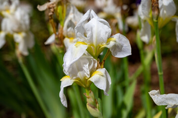 Naklejka na ściany i meble White iris flower in blossom, springtime in Provence, France