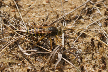 Closeup on a large, black and yellow, ground nesting solitary wasp, Bembix rostrata at the Belgian coast