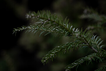 Branches of spruce, with small thorns. Textured branches of spruce, in the botanical garden.
