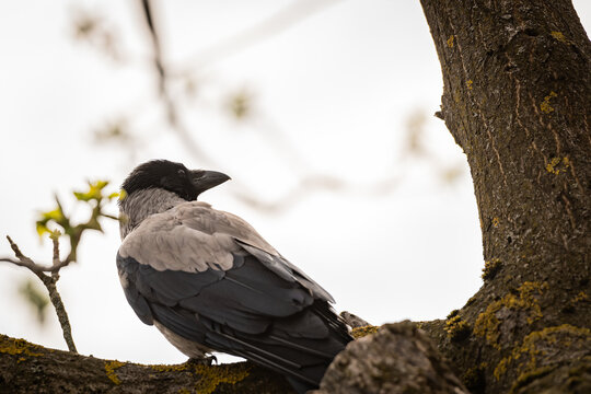 A large gray crow is sitting on the branches of a tree. A textured crow with unusual feathers sits on a tree with its back to the camera.