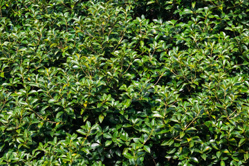 green leaves background