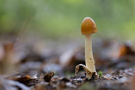 Closeup of a  young Amanita fulva mushroom