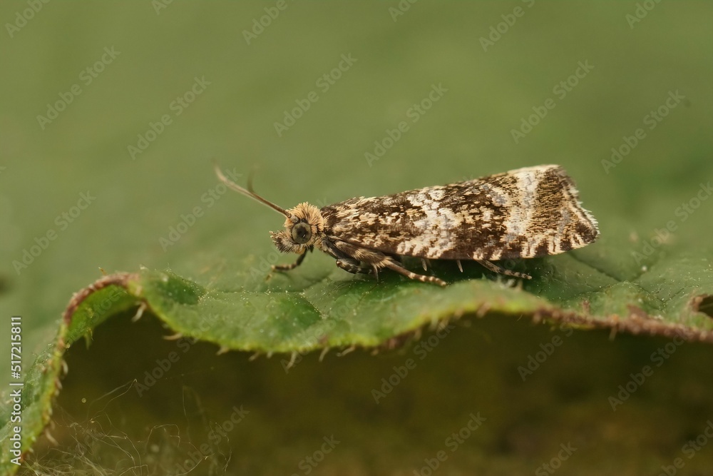 Sticker Closeup on a Dark strawberry tortrix moth, Celypha lacunana sitting on a green leaf in the garden