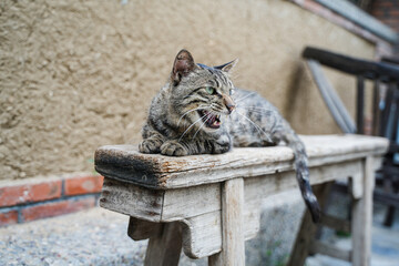 Shorthair cat baring its teeth viciously lying on an old wooden chair