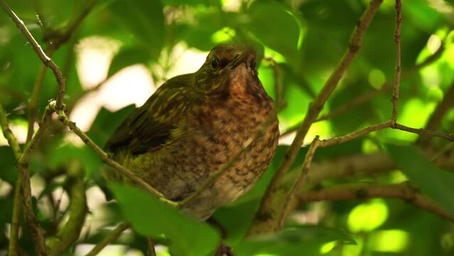 A juvenile Blackbird (Turdus merula) staring at you from a branch in a shrub