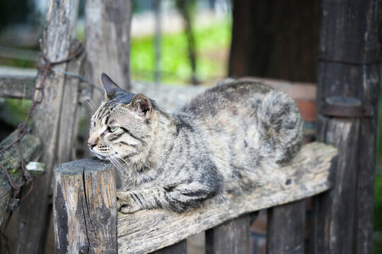 Shorthair cat resting on old wooden door