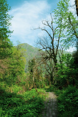 Fototapeta na wymiar path in the mountain forest