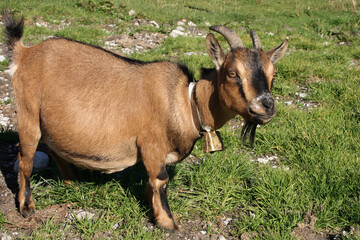 Hausziege / Domestic Goat / Capra aegagrus hircus.