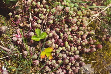 flowers in the garden