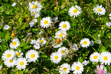 Fototapeta premium daisies in the grass