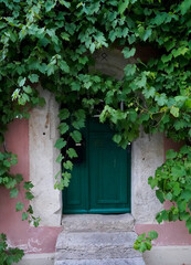 Fototapeta na wymiar Old green door with grape vines growing around it