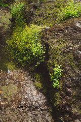 grass grows on the rock