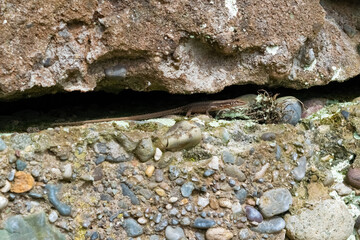 lizard in the rock
