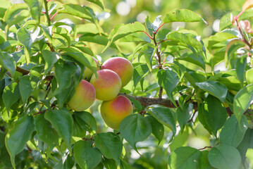 Japanese apricot fruit, Young fruits of Ume, on the tree