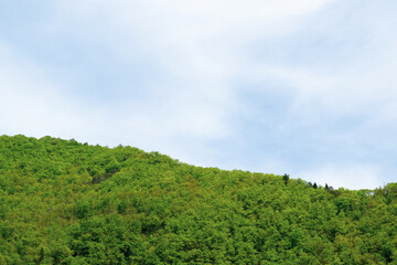 green forest and blue sky