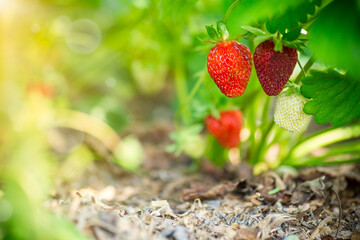 a bush of ripe red strawberries with leaves grows in the sun