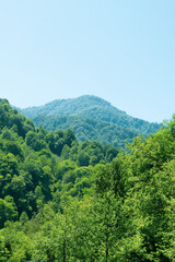 Obraz premium forest in the mountains