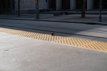 Small adorable bird next to yellow tactile paving in the street