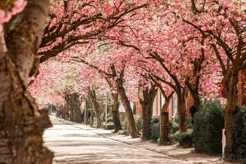 Sakura trees in the park in Baumstrasse, Norden East Frisia, Germany © Ingo Heddinga/Wirestock Creators