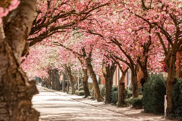 Sakura trees in the park in Baumstrasse, Norden East Frisia, Germany