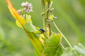 Leaf beetle insects Coleoptera pests
