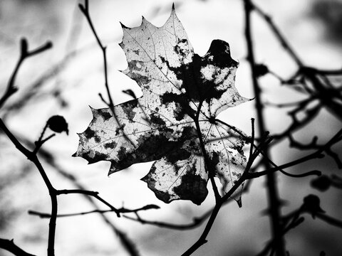 Grayscale Of An Old Withered Maple Leaf On A Bare Tree