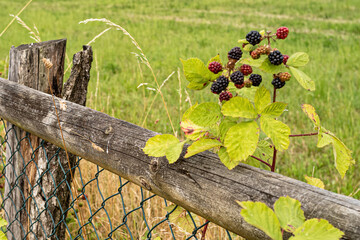 grass and a fence with blackberry