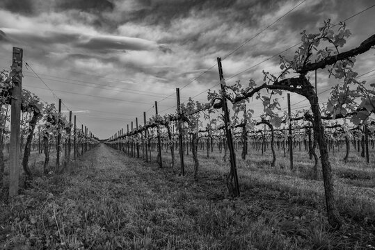 vigna piave veneto