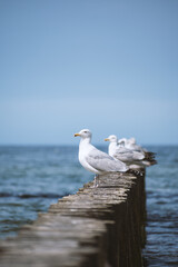 Seagull - Mewa