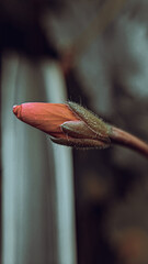 bird of paradise