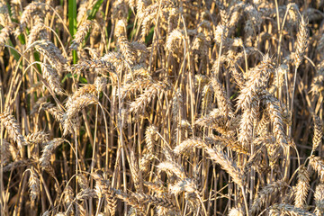 Background of ripening ears of meadow wheat field