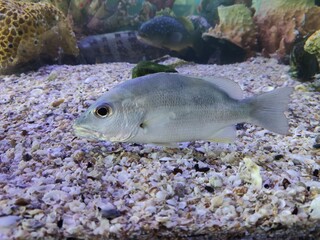 fish in aquarium