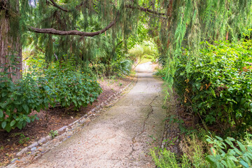 Peaceful pathway in botanical garden