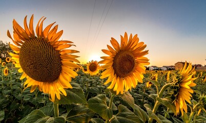 Sunflowers in the foreground in the countryside