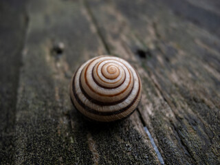 Fototapeta na wymiar A spiral-shaped snail shell lies on an old wooden floor