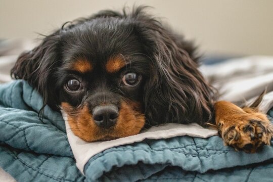 Cavalier Ready for Bed