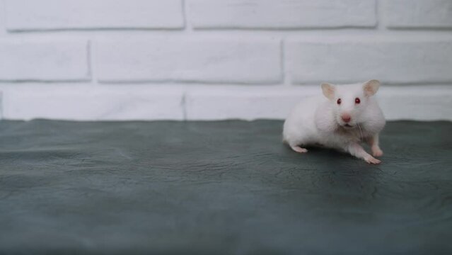 Curious funny cute fluffy white albino hamster with filled cheek pouches walks on gray table. The rodent looks into the camera with interest. Free pet walks around the room.
