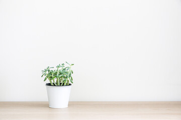 Small healthy succulent house plant (Sedum Griseum or stonecrop) in white pot on left side of wooden surface against white wall