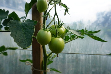 Tomatoes