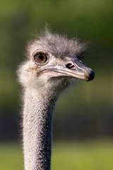 Fototapeten Vertical shot of an ostrich in its natural habitat against a blurry background © Jd_salamander/Wirestock Creators
