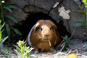 Close up of portrait of an orange guinea pig near a burrow in the sunlight