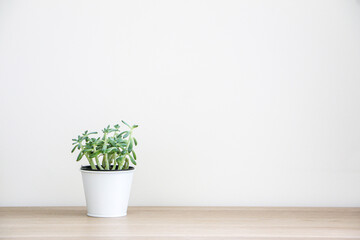 Small succulent house plant (known as Sedum Griseum or stonecrop) in a white pot on left of wooden surface against white wall