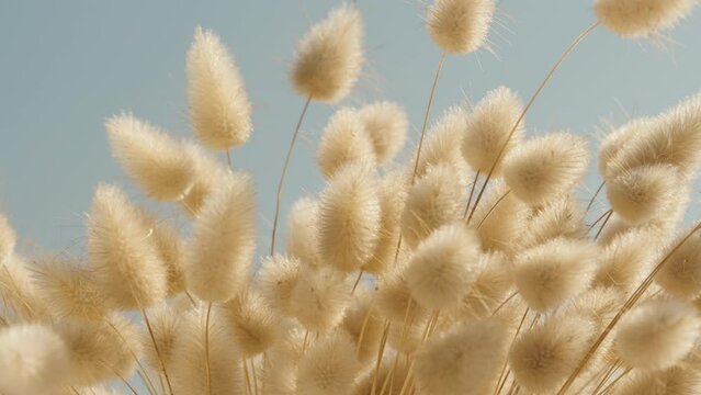 Dry bushes of Lagurus. Booker against the background of the blue sky close-up, swaying in the wind.