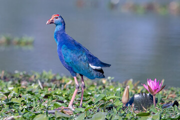 Grey-headed Swamphen. Large rail with dusky black upper parts, broad, dark blue collar, and dark blue to purple underparts. 