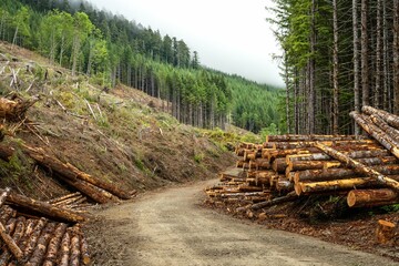 Sawed trees stacked on the roadside in the forest. Logging concept. Caycuse, Cowichan, BC Canada.