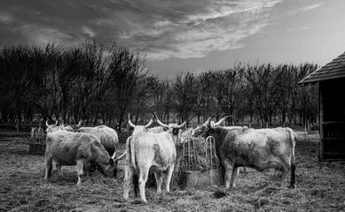 Grayscale shot of grazing cattle in the field